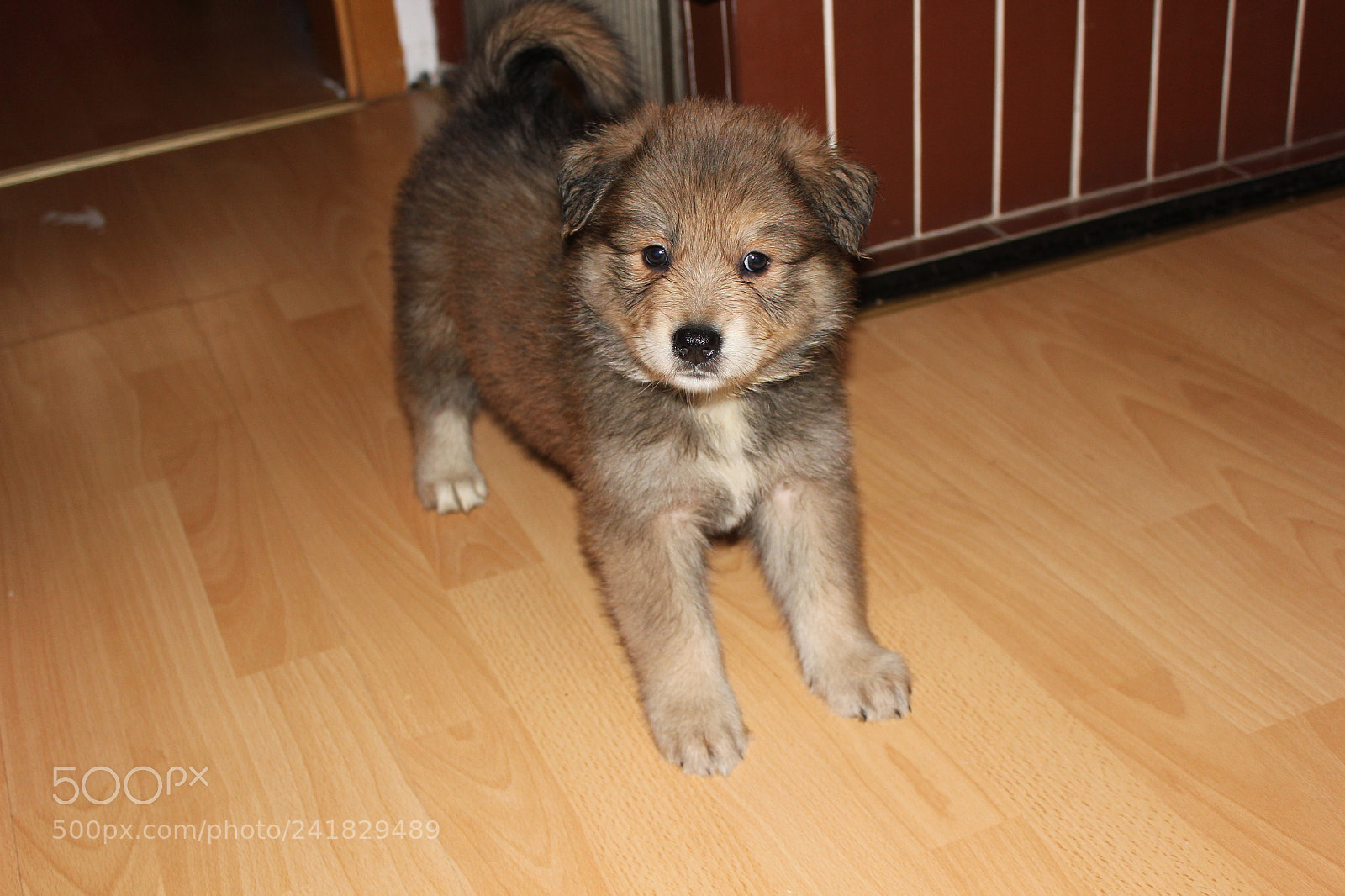 Canon EOS 550D (EOS Rebel T2i / EOS Kiss X4) sample photo. Hundewelpe photography