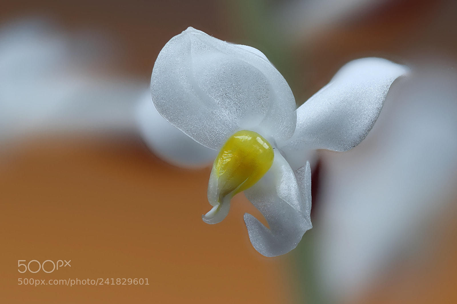 Canon EOS 200D (EOS Rebel SL2 / EOS Kiss X9) sample photo. Diamond orchid photography