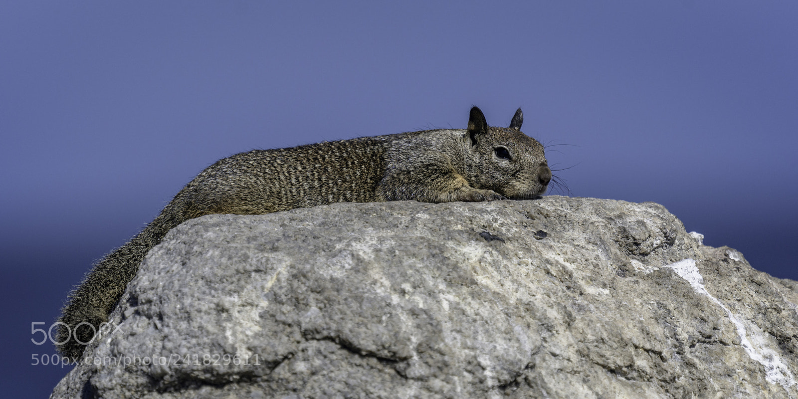 Nikon D500 sample photo. I'm kinda tired..... photography