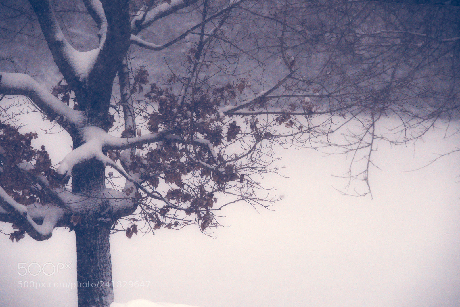 Nikon D810 sample photo. Tree in snow photography