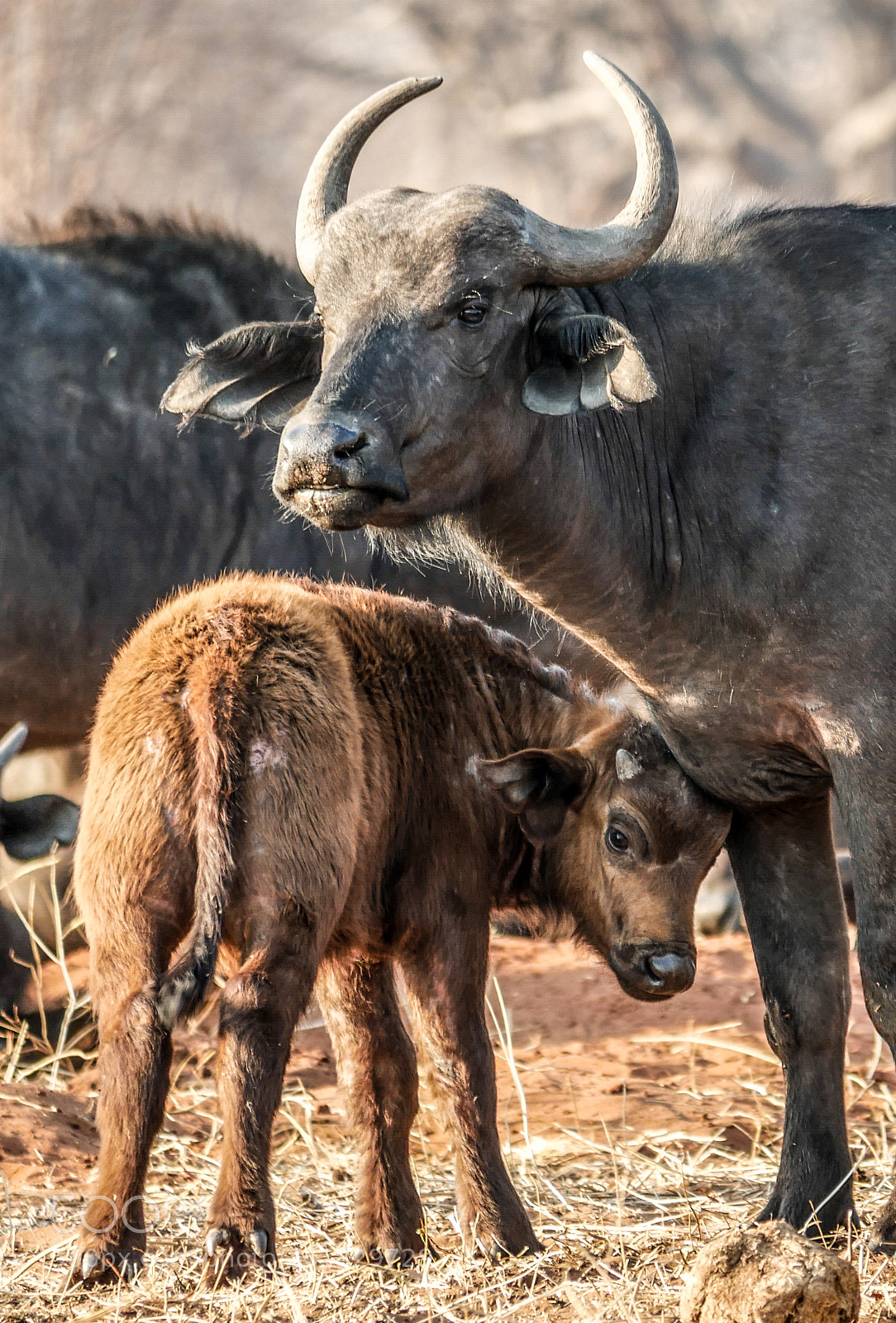 Panasonic DMC-G70 sample photo. Buffalo mother and calf photography