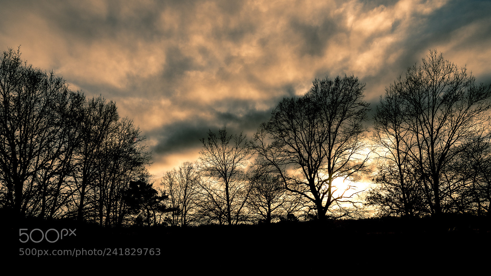 Nikon D500 sample photo. Tree set photography