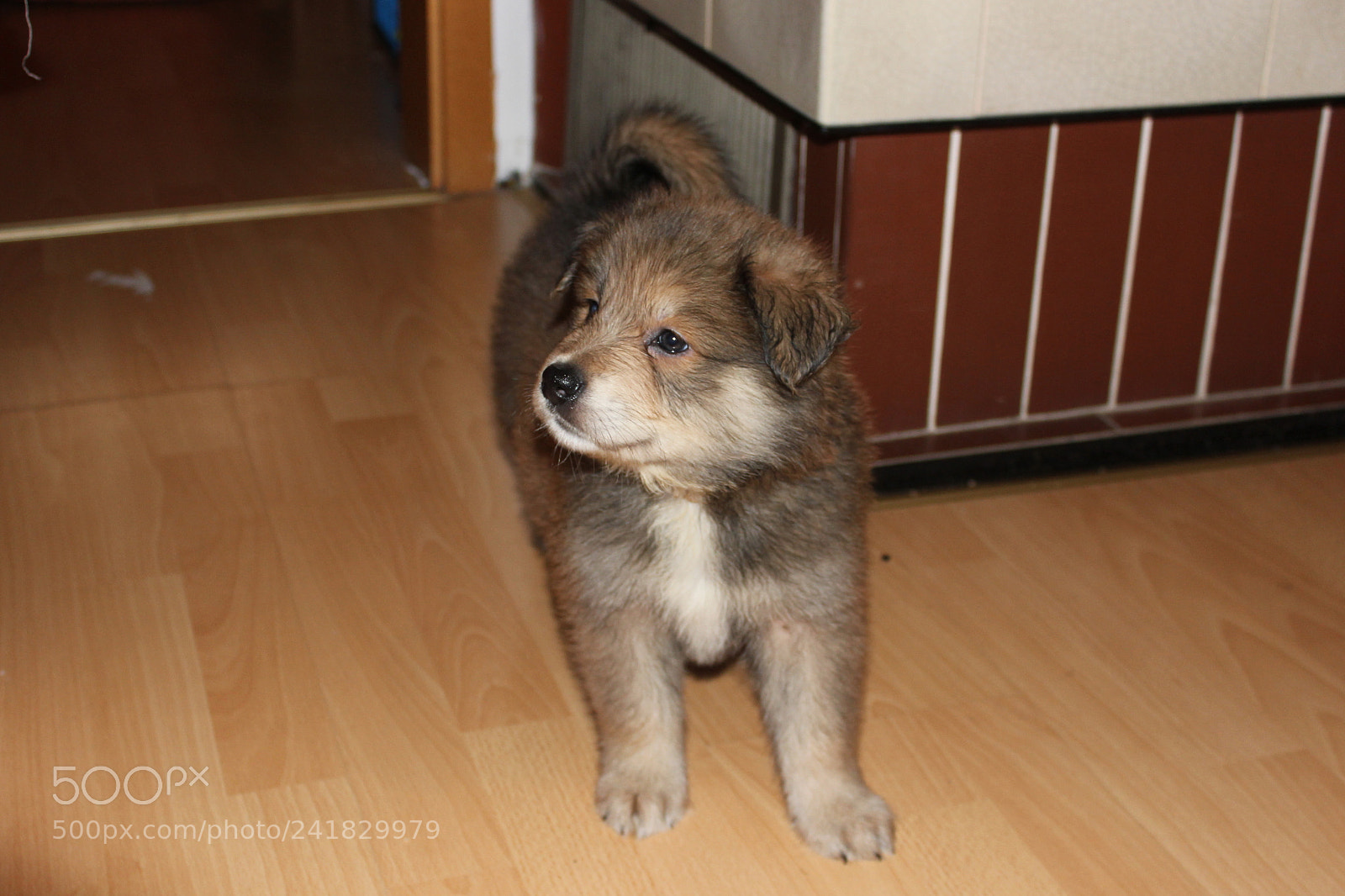 Canon EOS 550D (EOS Rebel T2i / EOS Kiss X4) sample photo. Hundewelpe 2 photography
