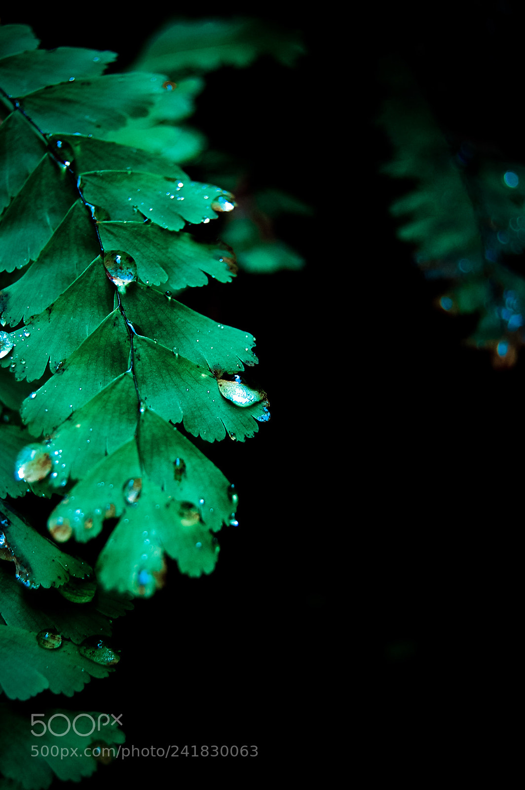 Nikon D40 sample photo. Fern canyon photography