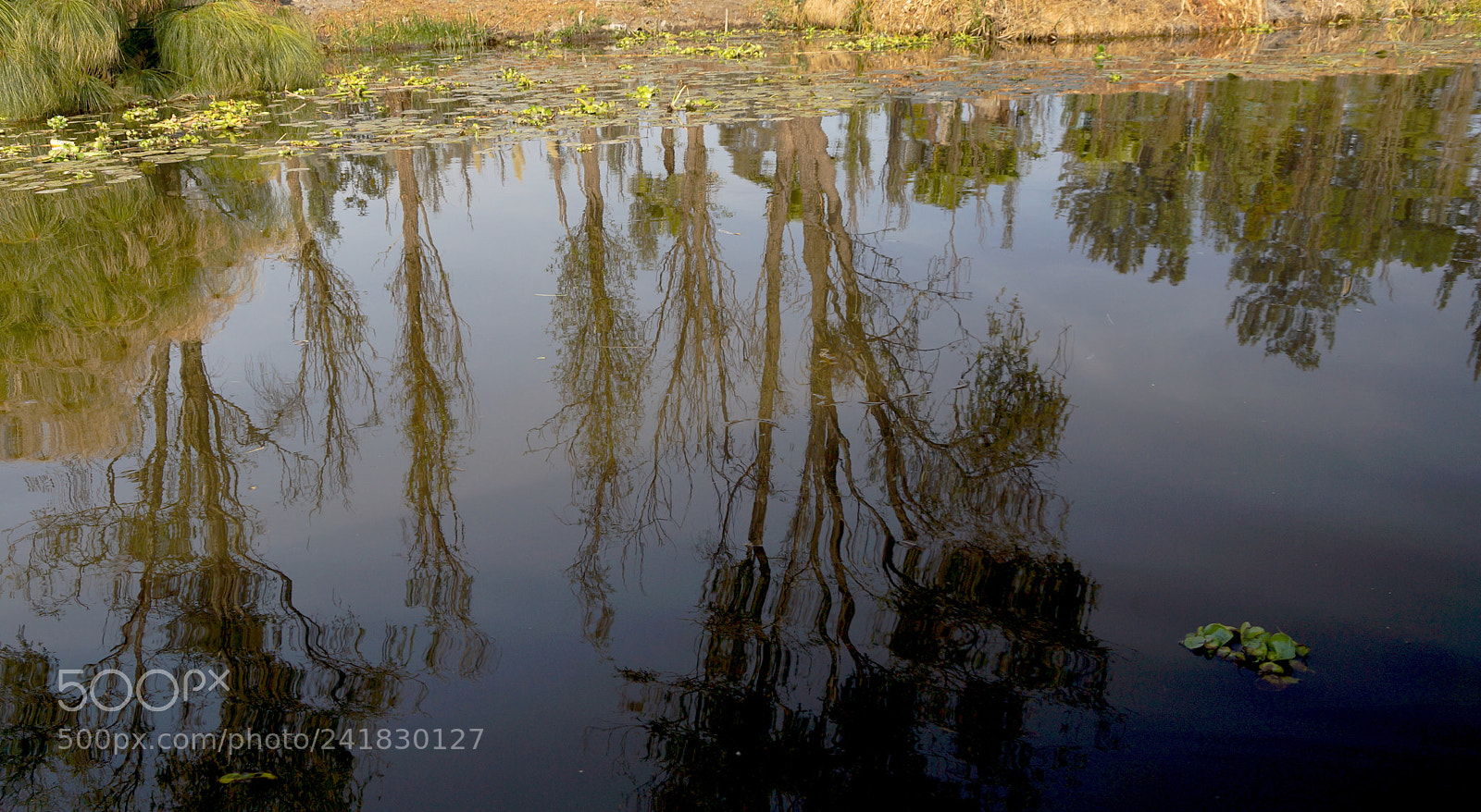 Sony SLT-A77 sample photo. Xochi3 photography