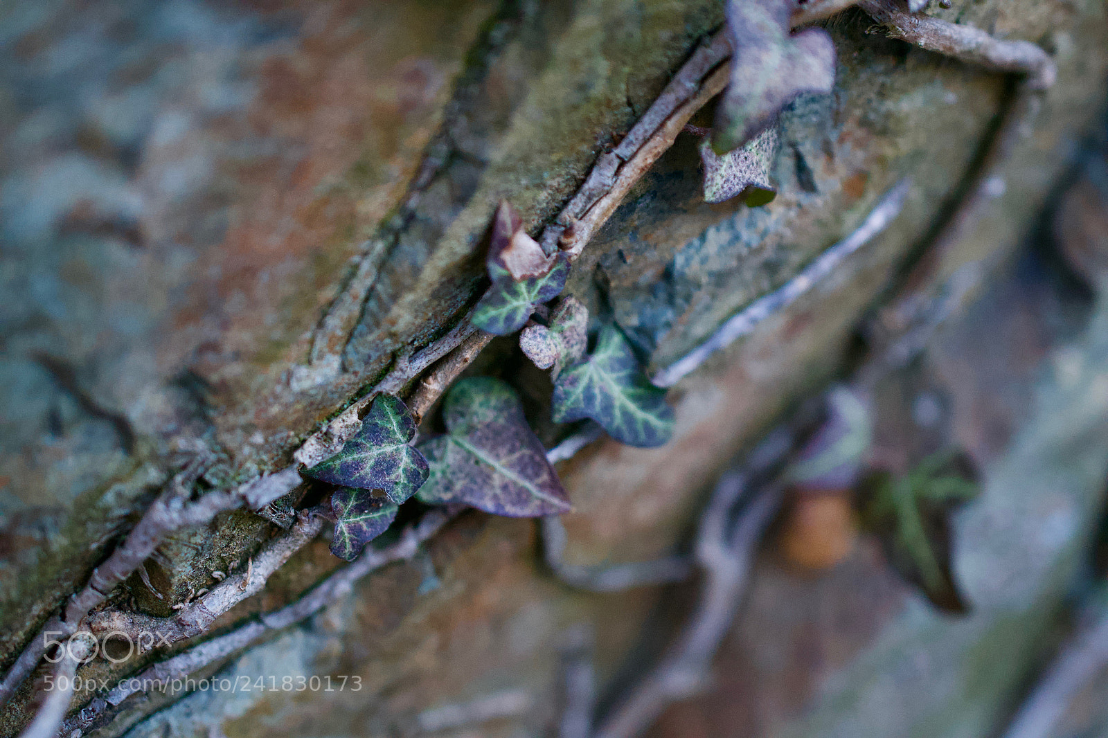 Nikon D3100 sample photo. Intertwined nature photography
