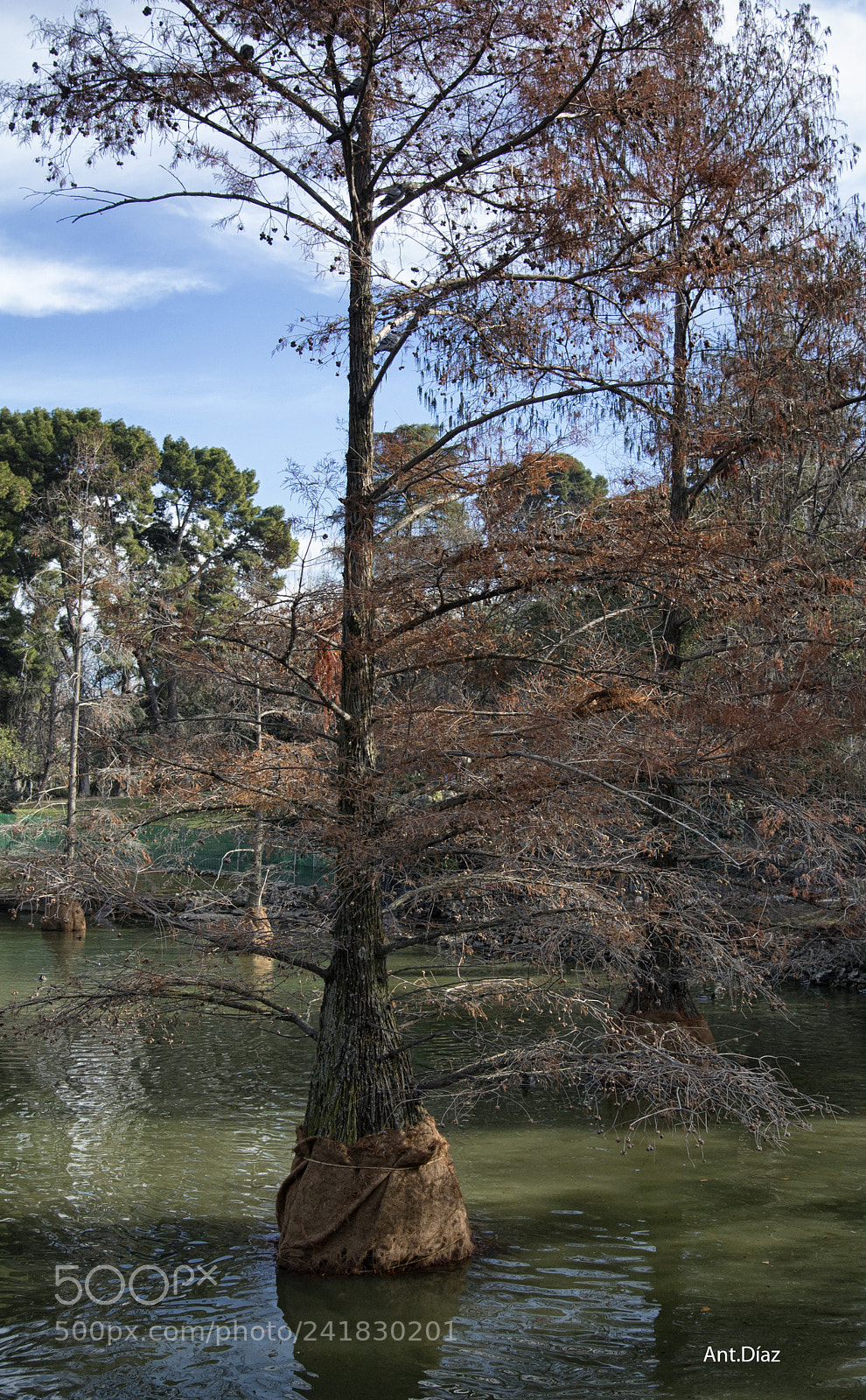 Nikon 1 V1 sample photo. Parque del retiro-madrid photography
