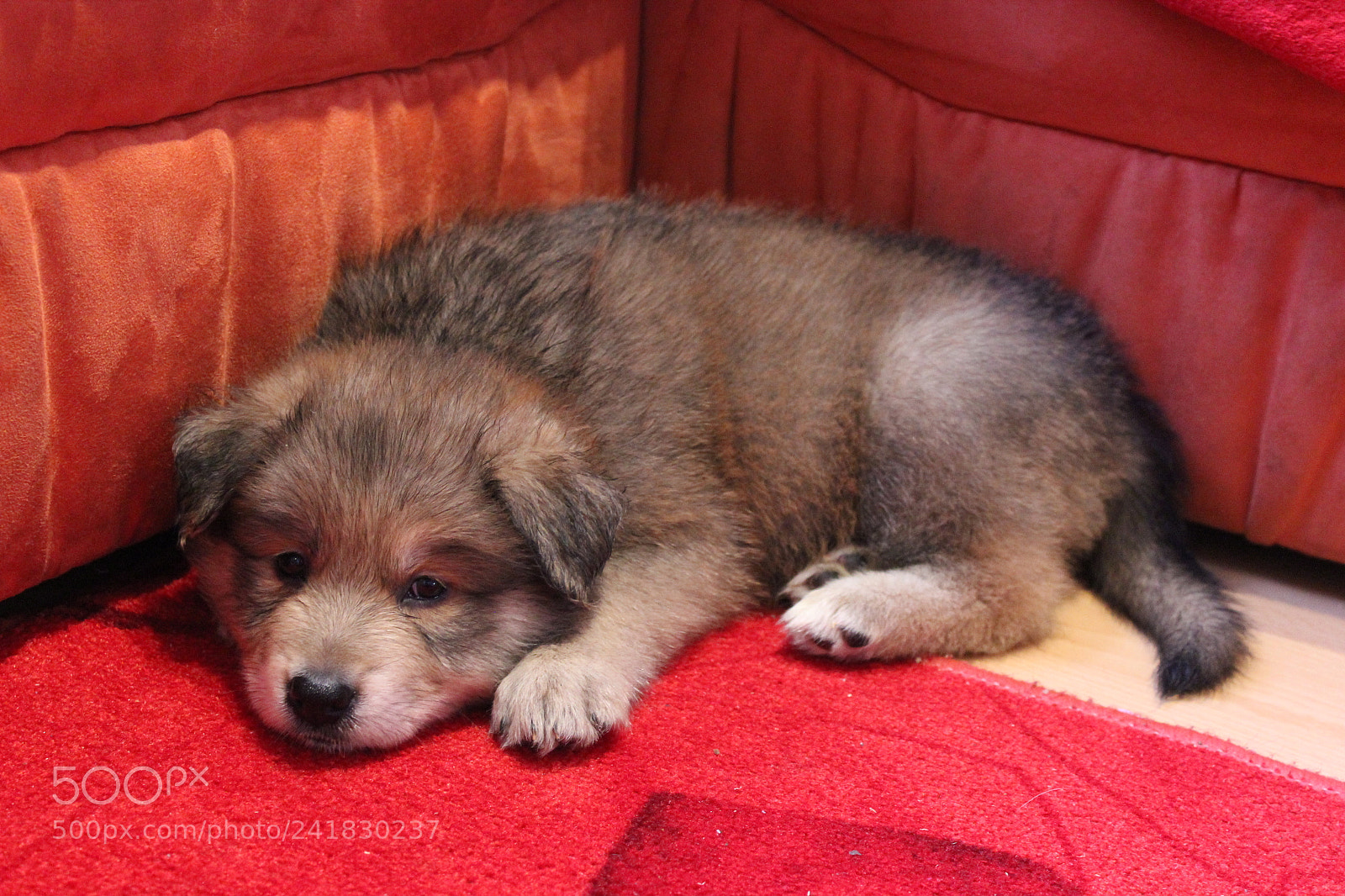 Canon EOS 550D (EOS Rebel T2i / EOS Kiss X4) sample photo. Hundewelpe photography