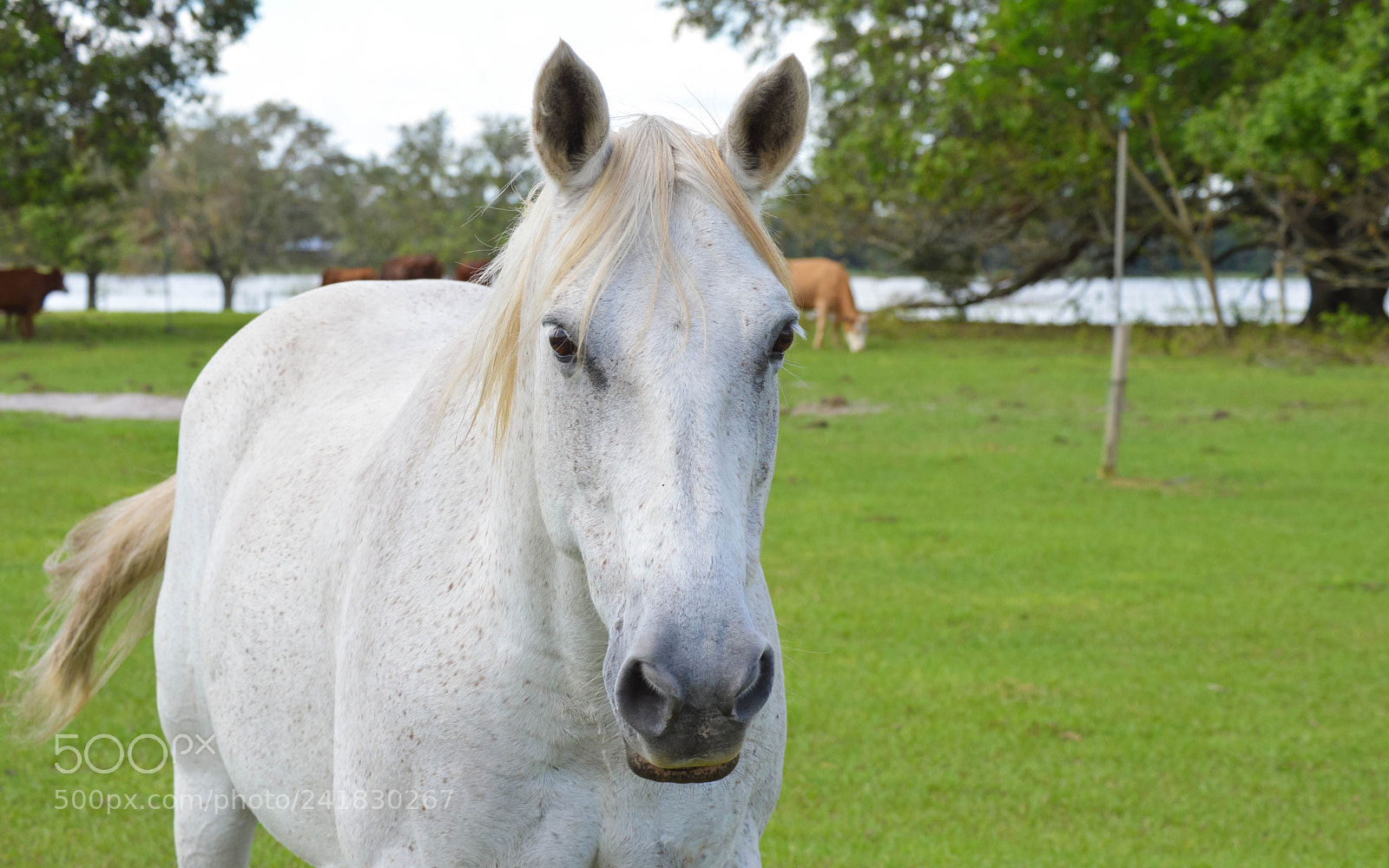 Nikon D3200 sample photo. White horse photography