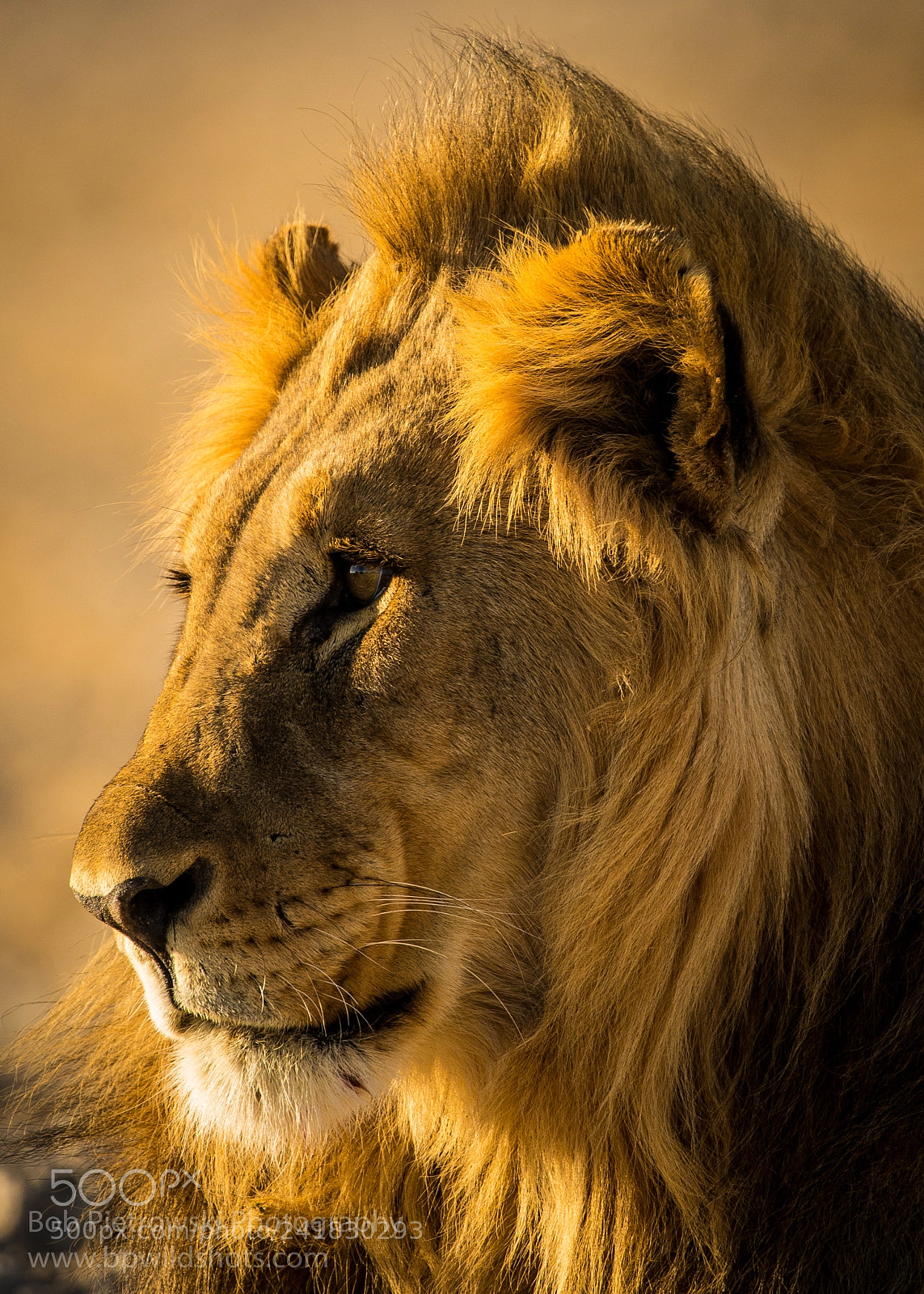 Nikon D800E sample photo. Lion gaze photography