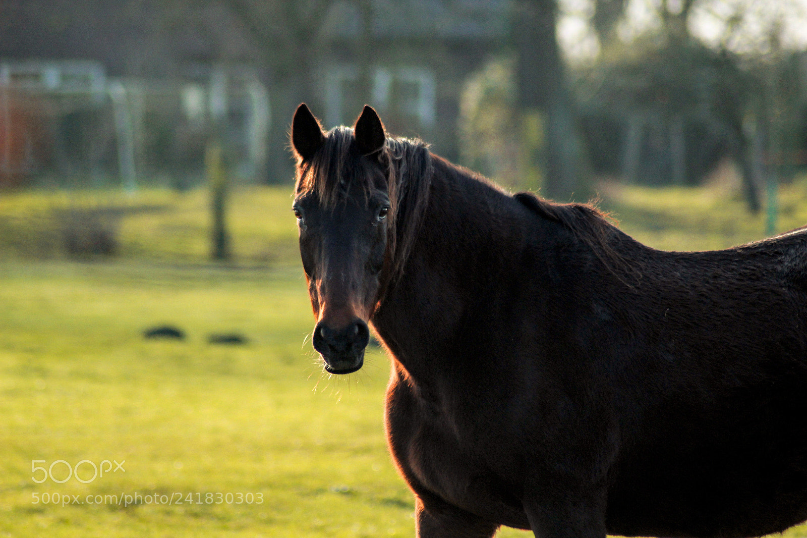 Canon EOS 1300D (EOS Rebel T6 / EOS Kiss X80) sample photo. Horse photography