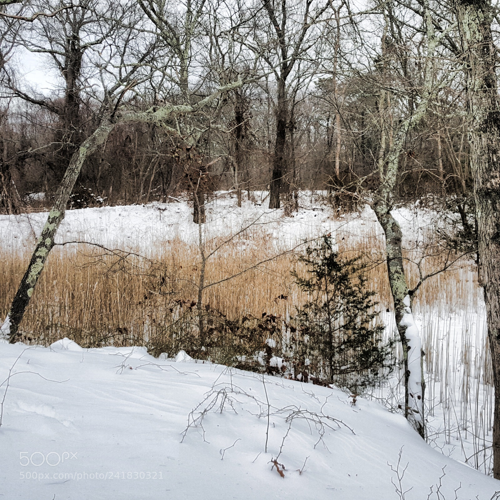 Samsung Galaxy S6 sample photo. Reeds in the snow photography