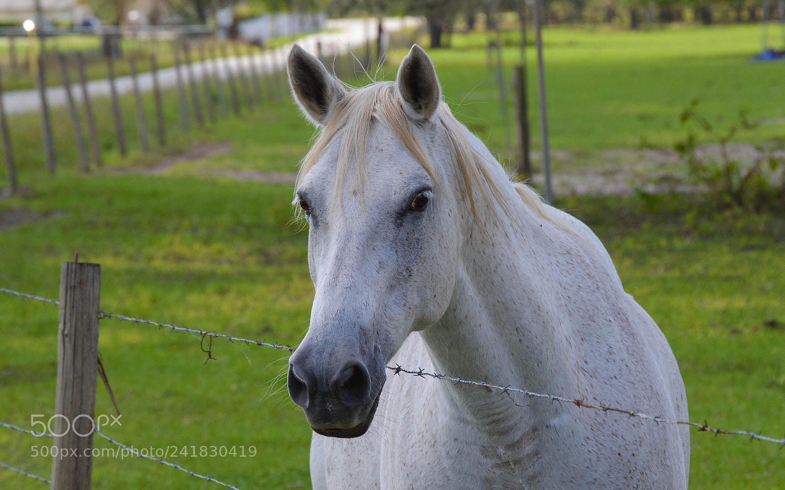 Nikon D3200 sample photo. White horse photography
