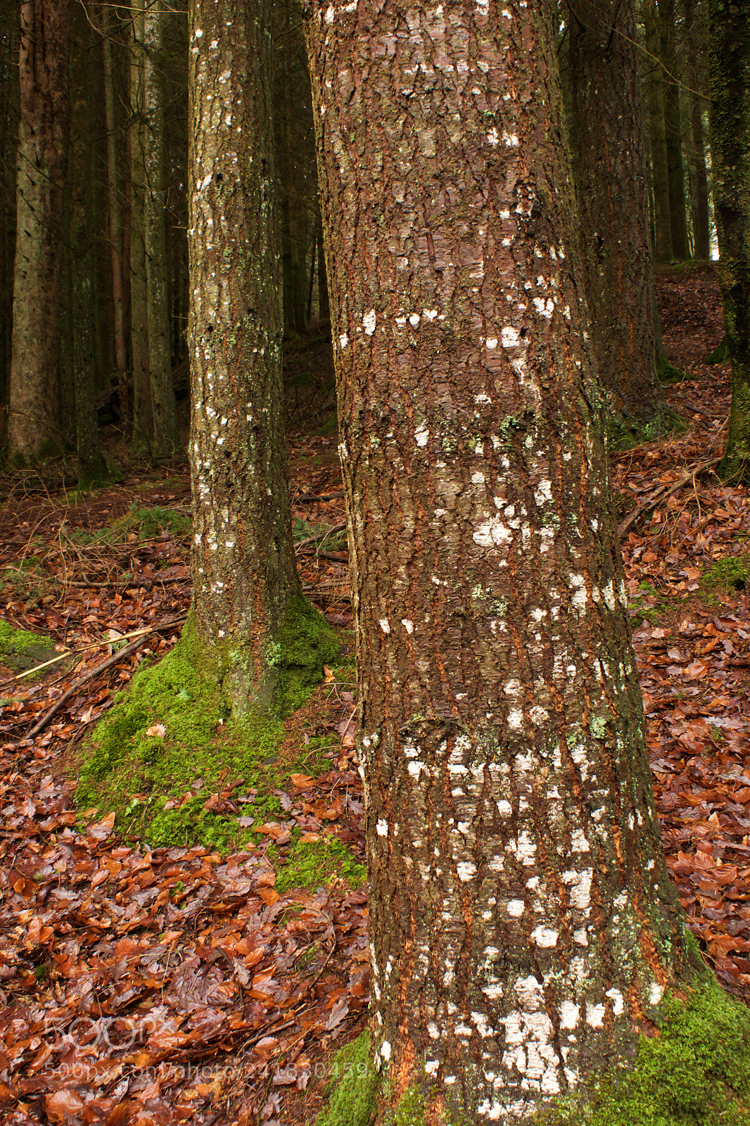 Sony Alpha DSLR-A700 sample photo. Trees photography