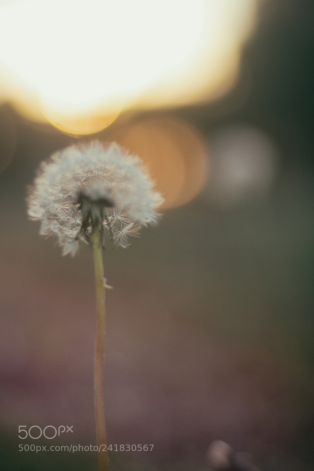 Canon EOS 700D (EOS Rebel T5i / EOS Kiss X7i) sample photo. December dandelion photography