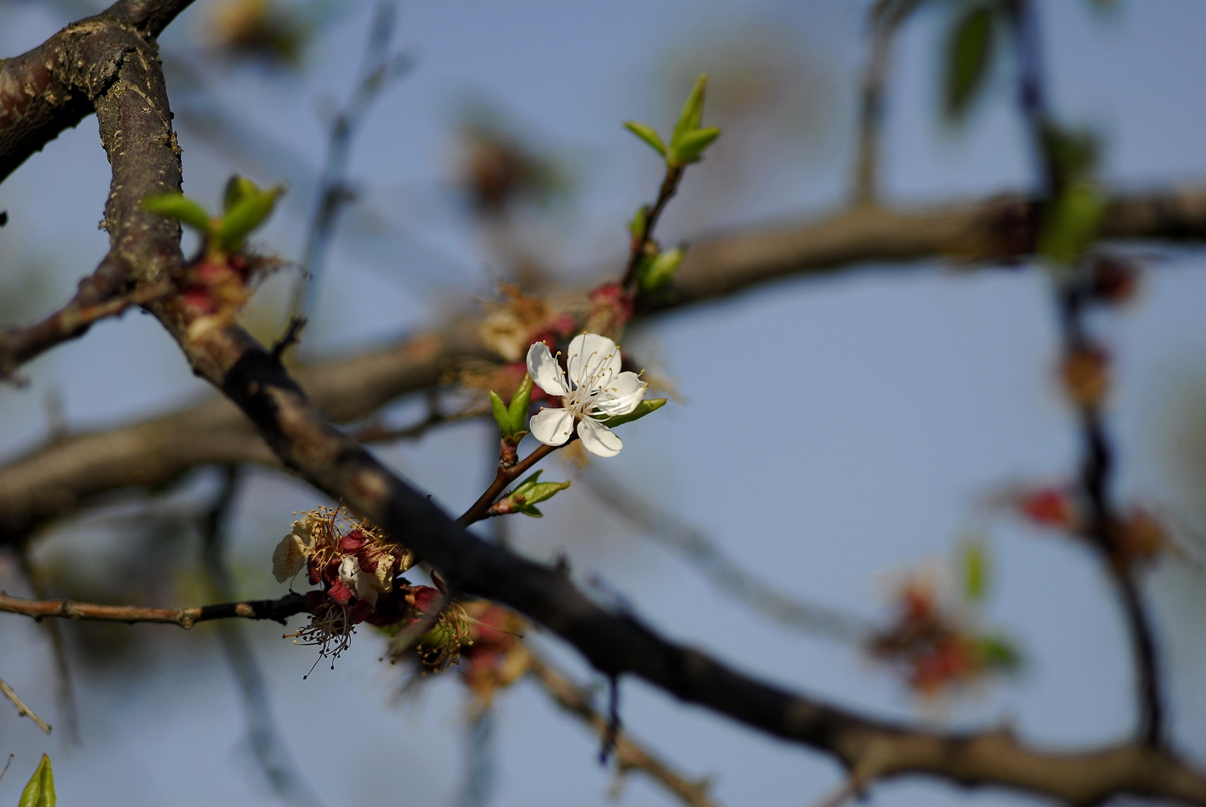 Manual Lens No CPU sample photo. Garden photography