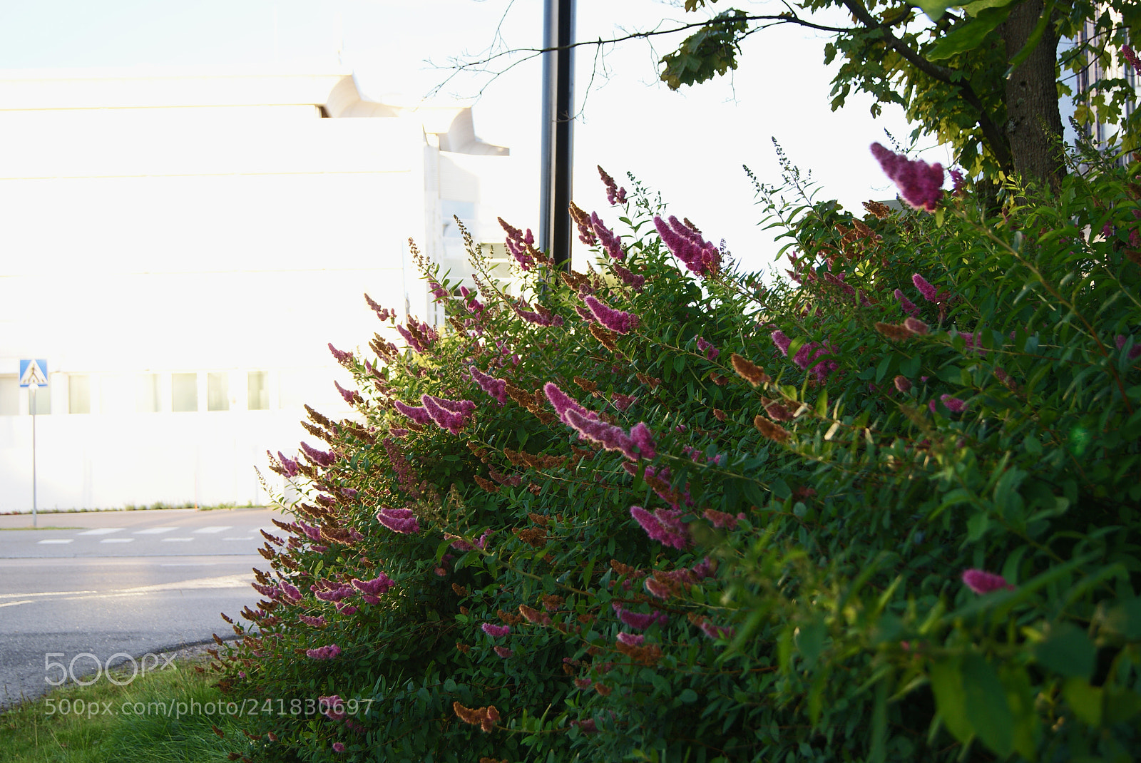 Sony Alpha DSLR-A230 sample photo. Feeding house photography