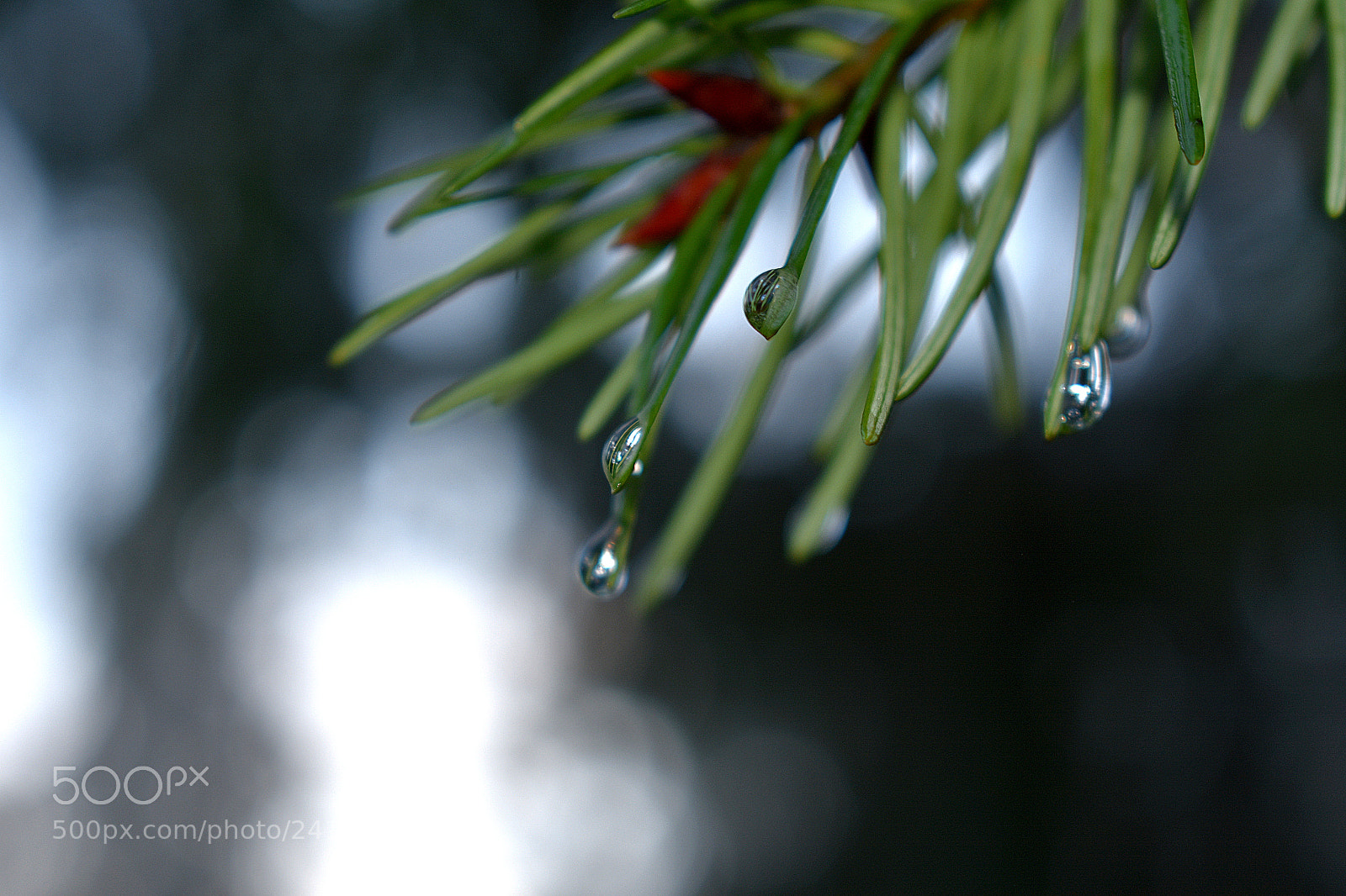 Nikon D3400 sample photo. Pine branch in rain photography