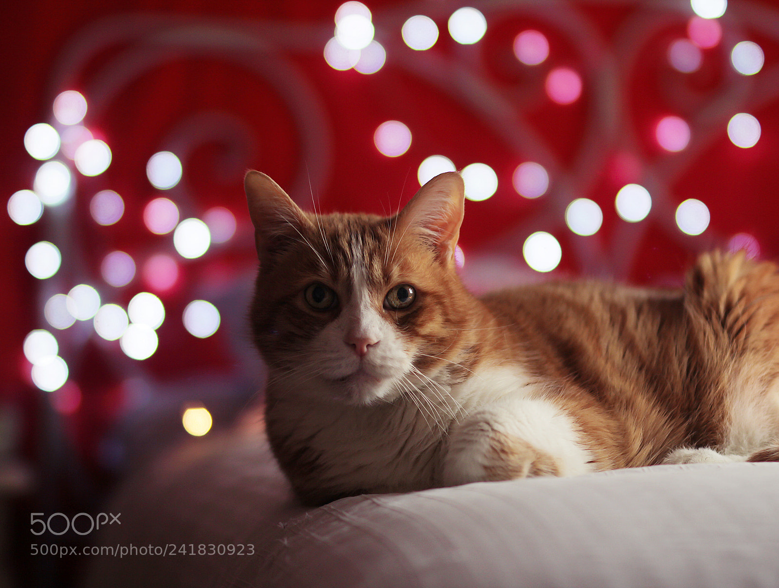 Canon EOS 60D sample photo. Red photography