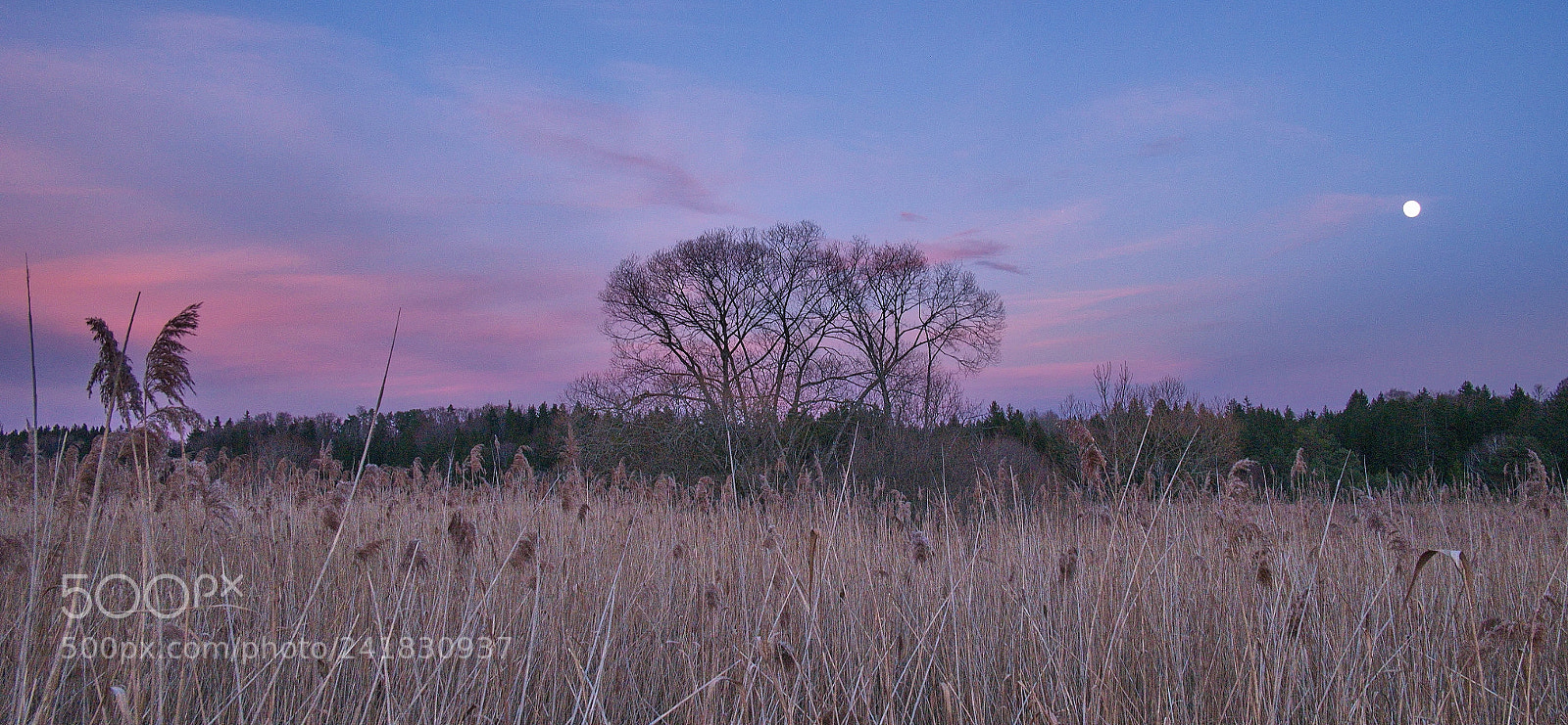 Panasonic Lumix DMC-GM1 sample photo. Werwolf likes colors photography