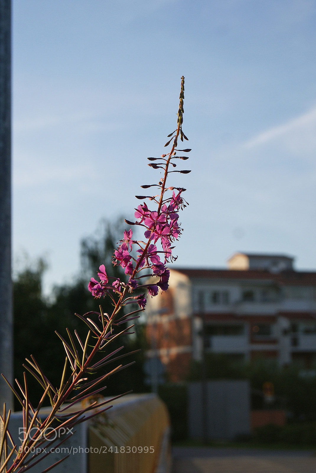 Sony Alpha DSLR-A230 sample photo. Evening's beauty photography