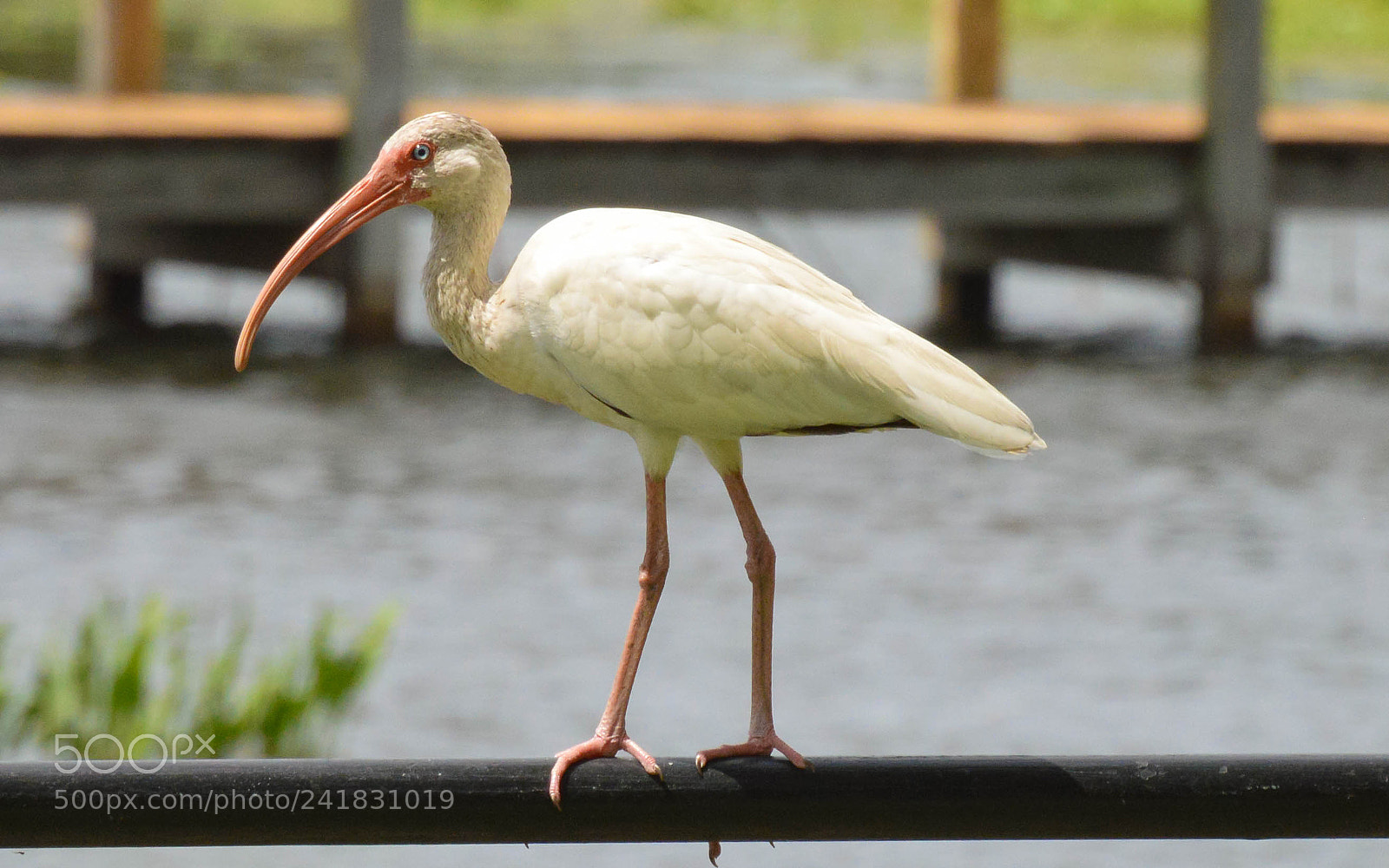 Nikon D3200 sample photo. White ibis photography