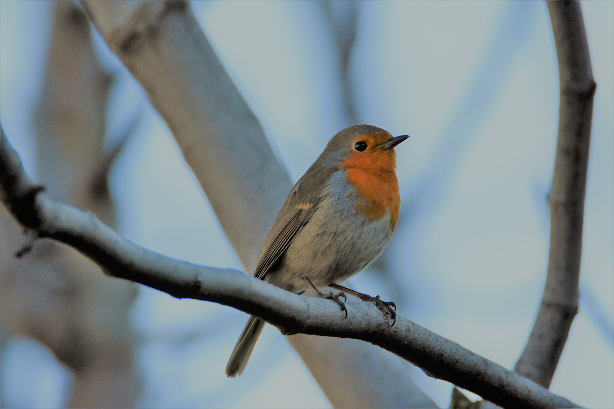 Nikon D7200 sample photo. Early morning photography