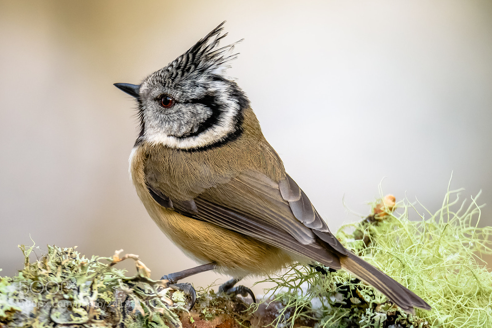 Nikon D7200 sample photo. Crested tit photography