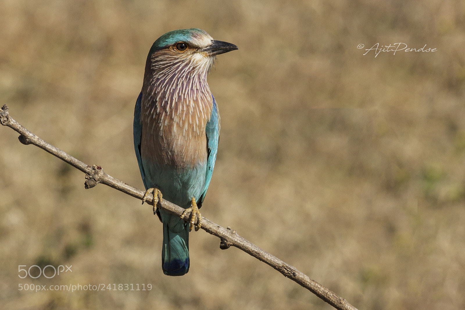 Canon EOS 1000D (EOS Digital Rebel XS / EOS Kiss F) sample photo. Indian roller photography
