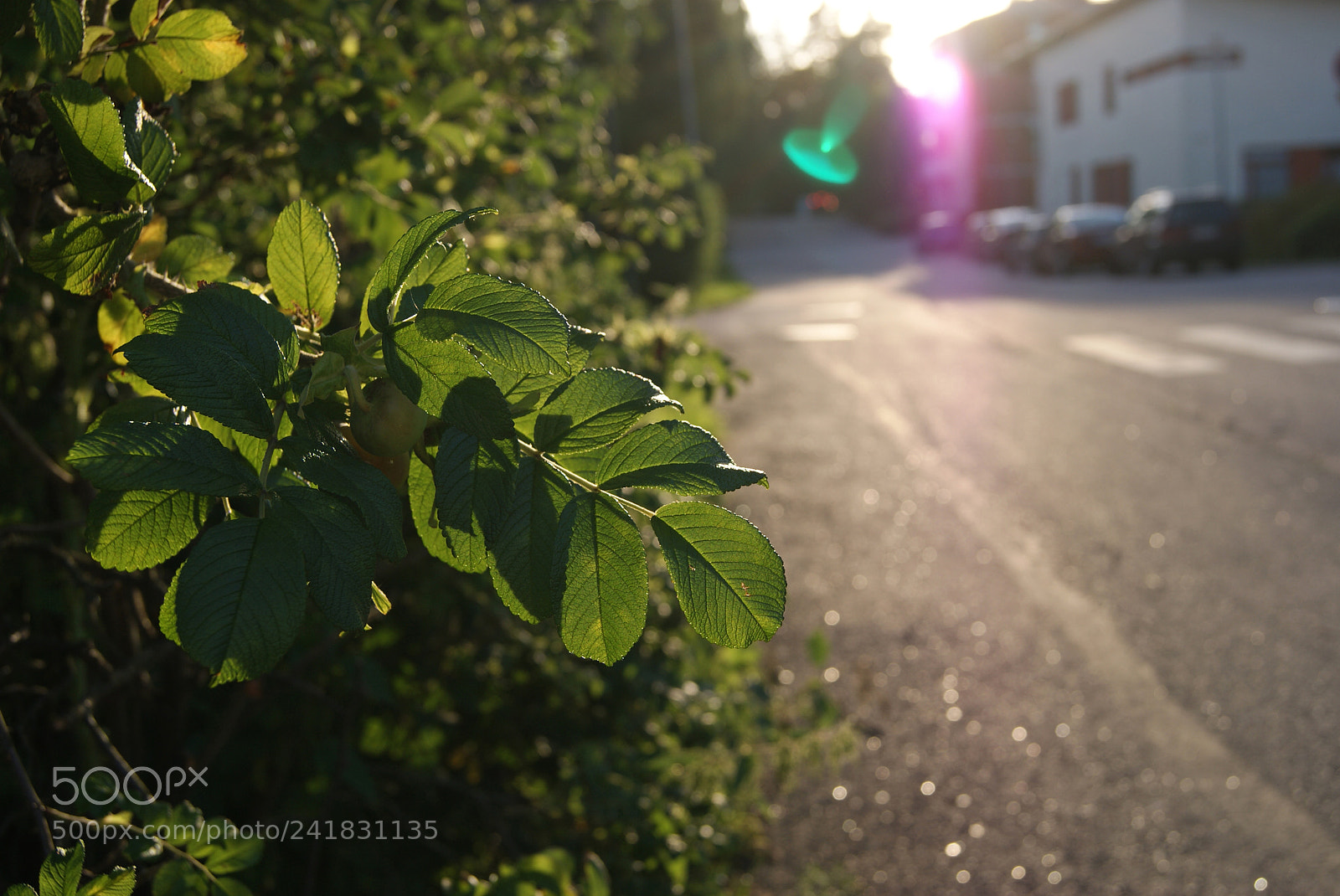 Sony Alpha DSLR-A230 sample photo. Sun is playing photography