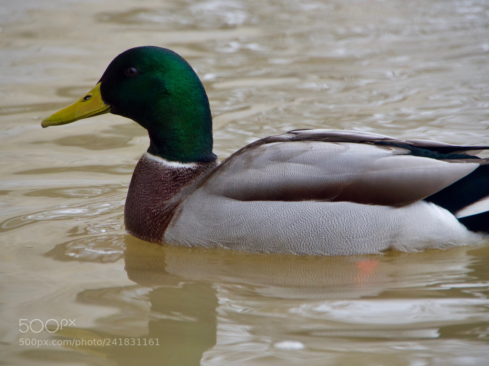 Panasonic Lumix DC-GH5 sample photo. Duck photography