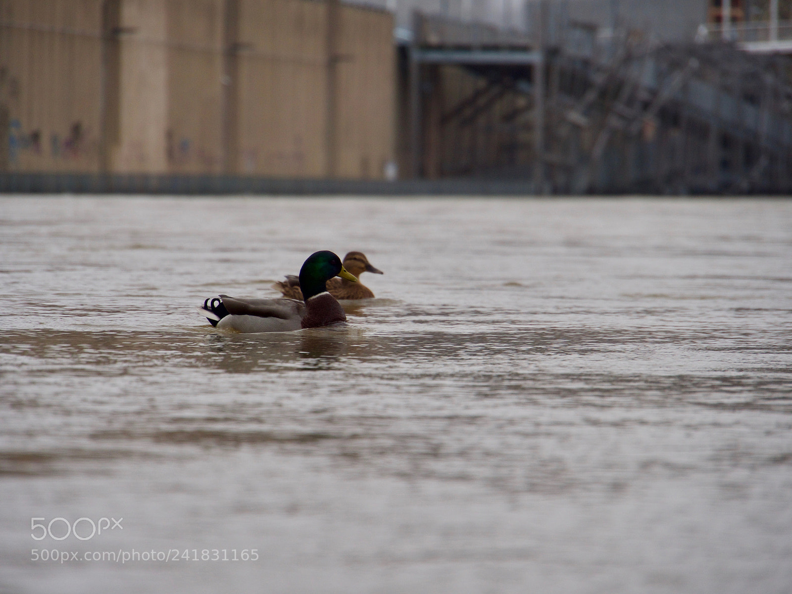 Panasonic Lumix DC-GH5 sample photo. Duck photography
