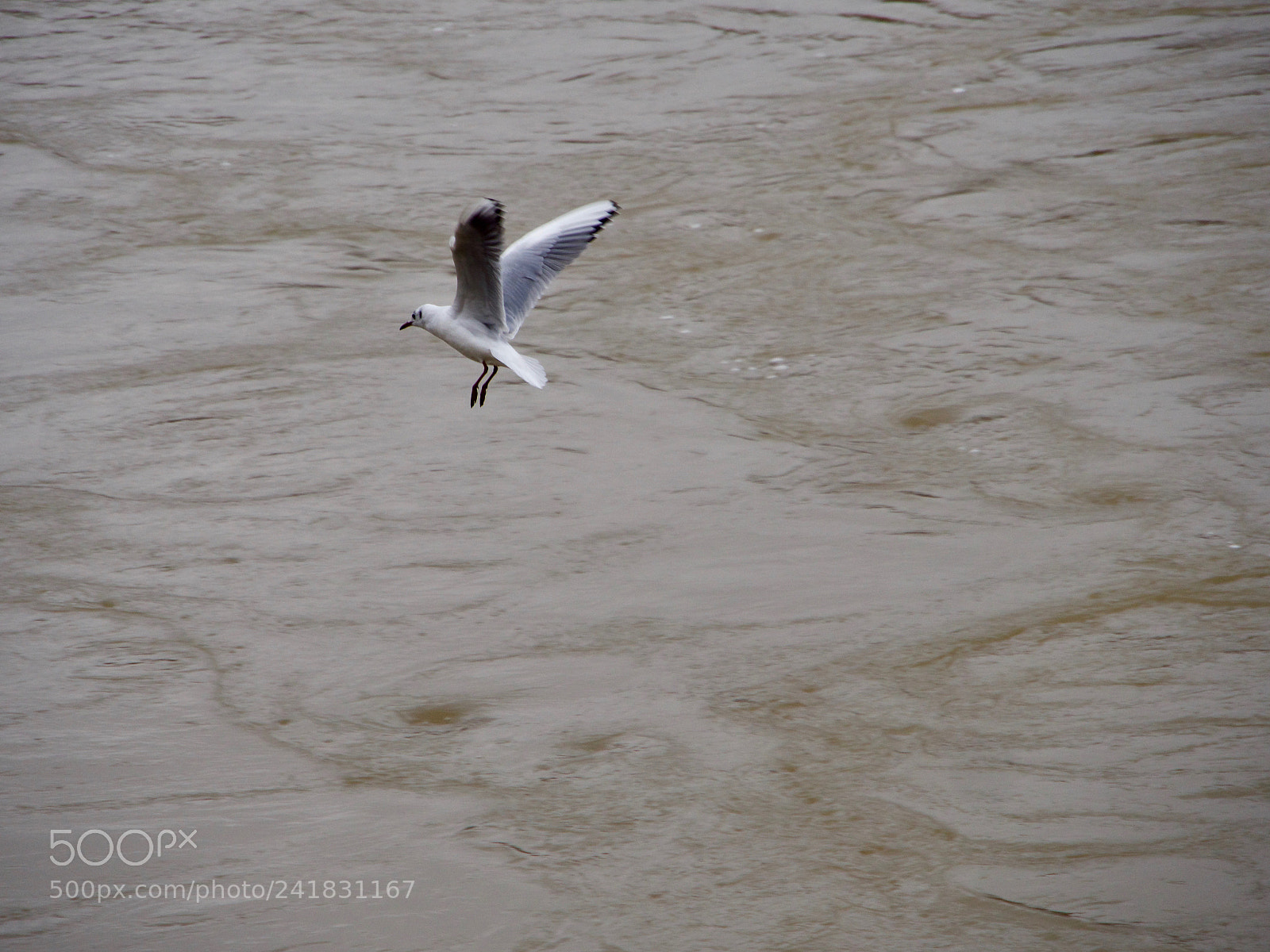 Panasonic Lumix DC-GH5 sample photo. Mouette photography