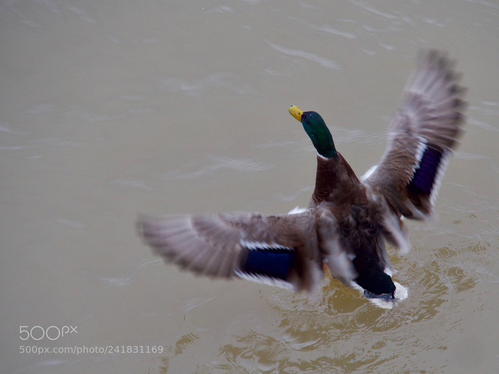 Panasonic Lumix DC-GH5 sample photo. Duck photography