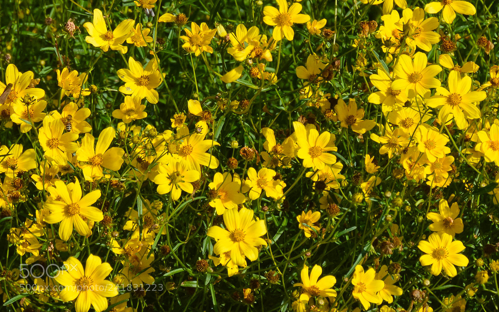 Nikon D3200 sample photo. Yellow flowers photography