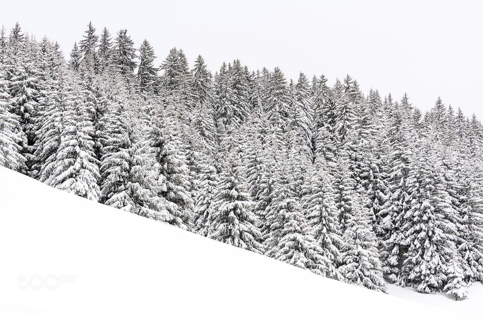 Nikon D850 sample photo. Snow photography