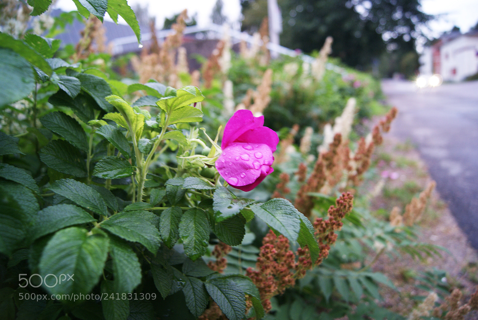 Sony Alpha DSLR-A230 sample photo. After rain photography