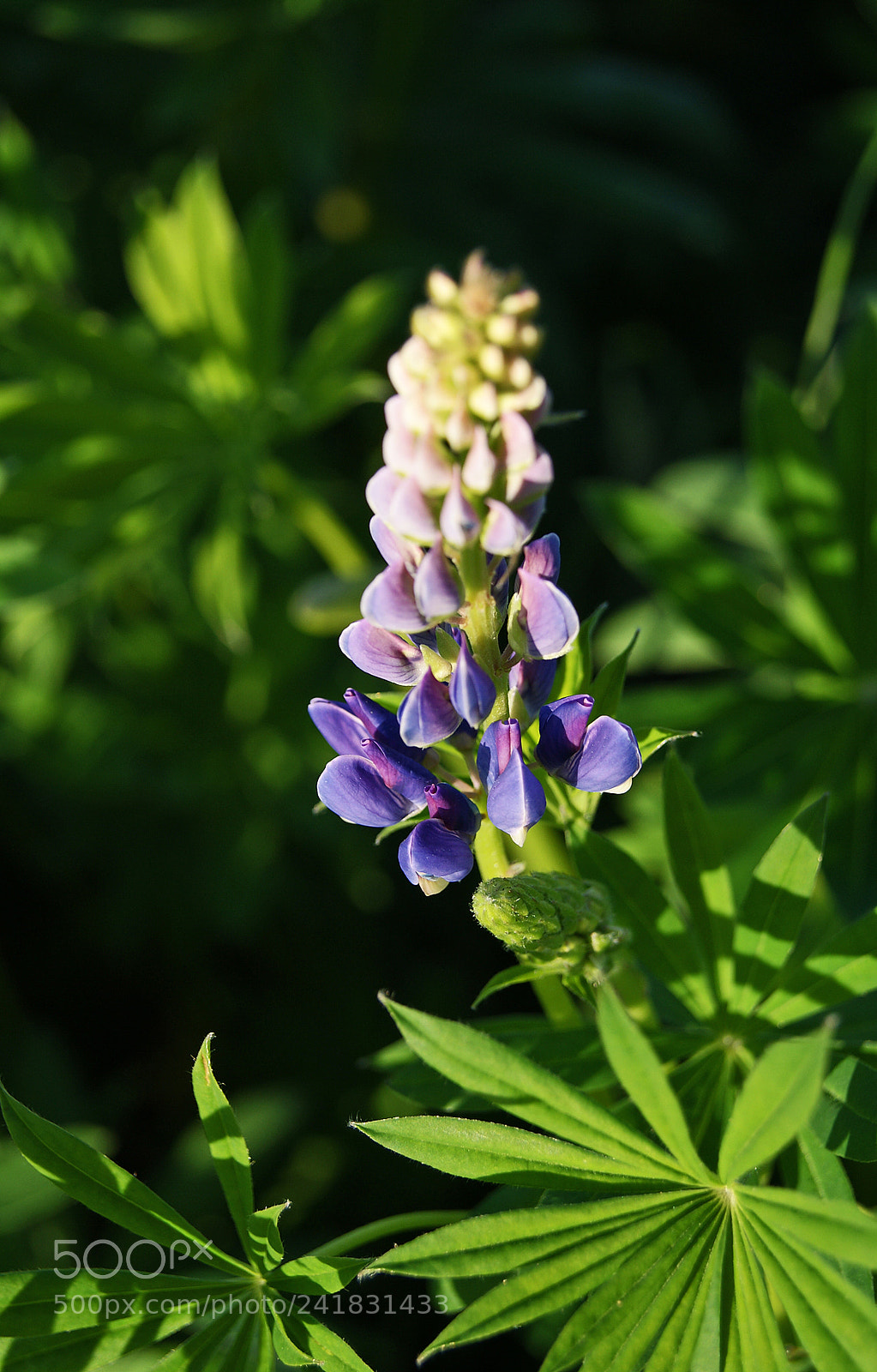 Sony Alpha DSLR-A230 sample photo. The only one photography