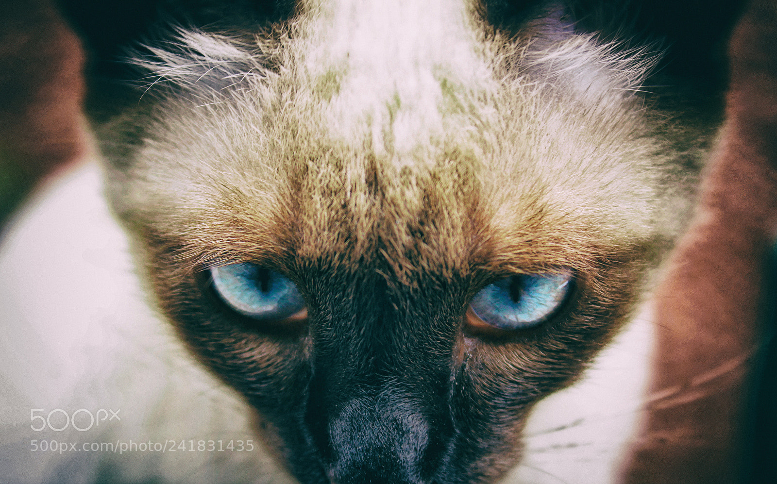 Canon EOS 1200D (EOS Rebel T5 / EOS Kiss X70 / EOS Hi) sample photo. Cat eyes photography