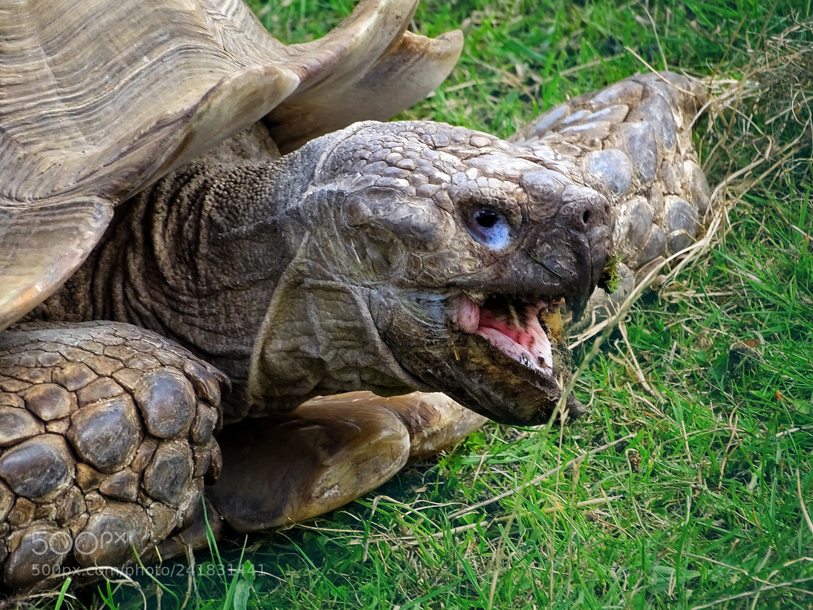 Sony Cyber-shot DSC-HX400V sample photo. Turtle photography
