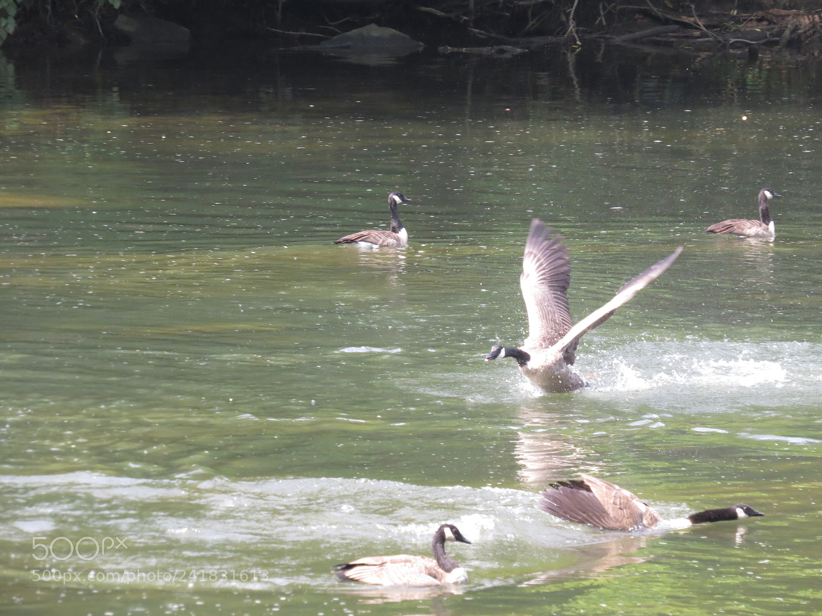 Canon PowerShot SX50 HS sample photo. Img photography