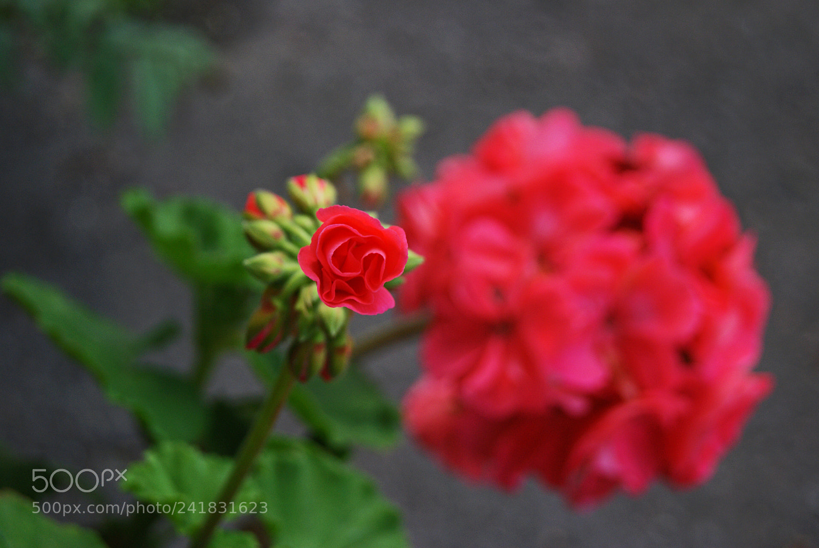Sony Alpha DSLR-A230 sample photo. Red is red photography