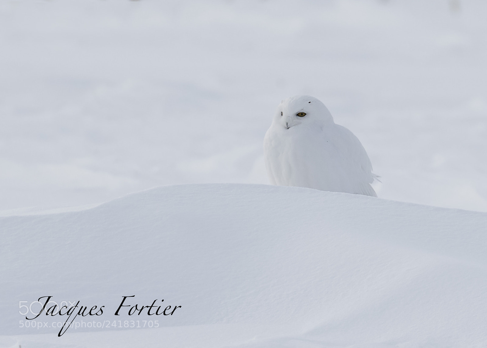Canon EOS-1D X sample photo. Snow owl photography