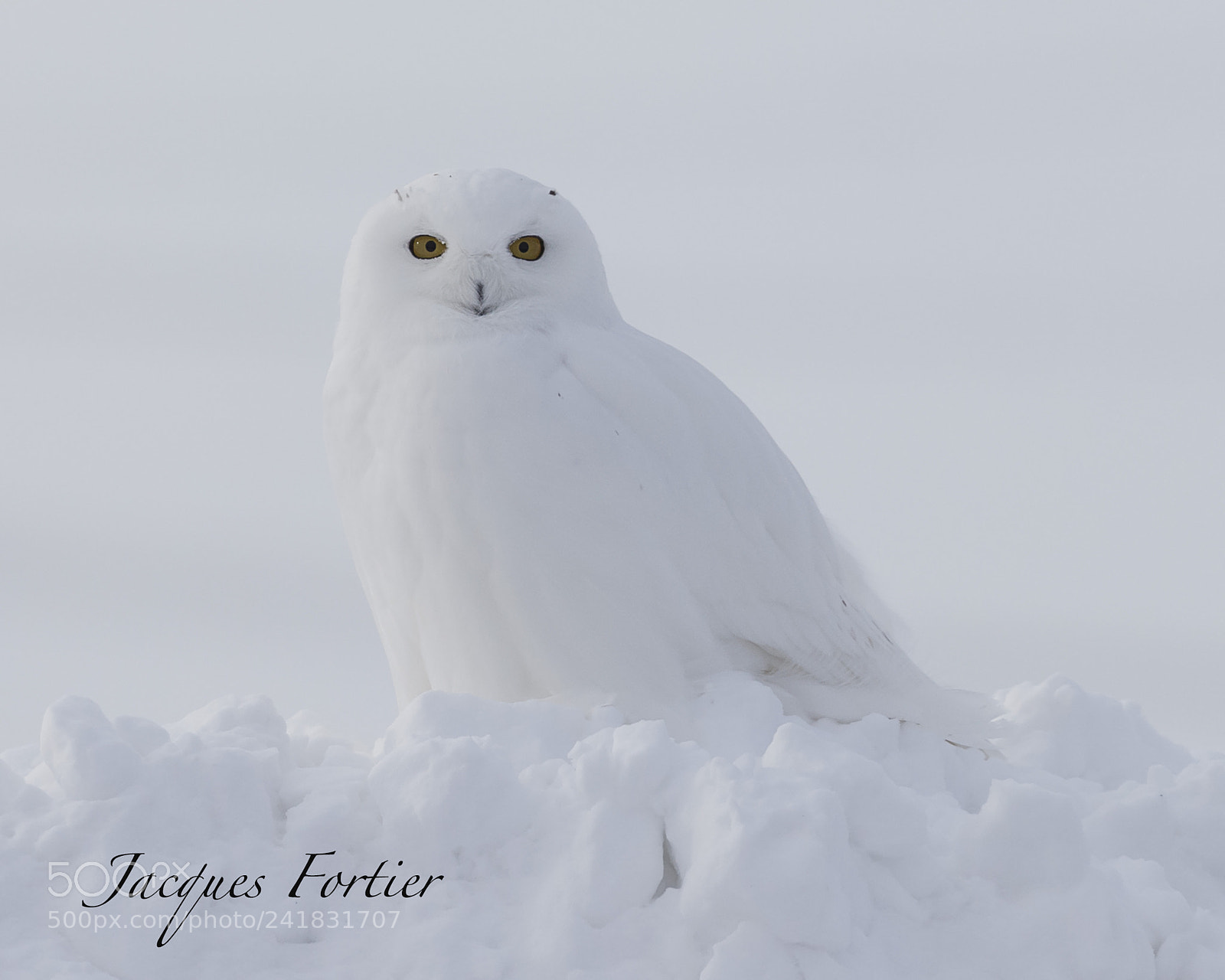 Canon EOS-1D X sample photo. Snow owl photography