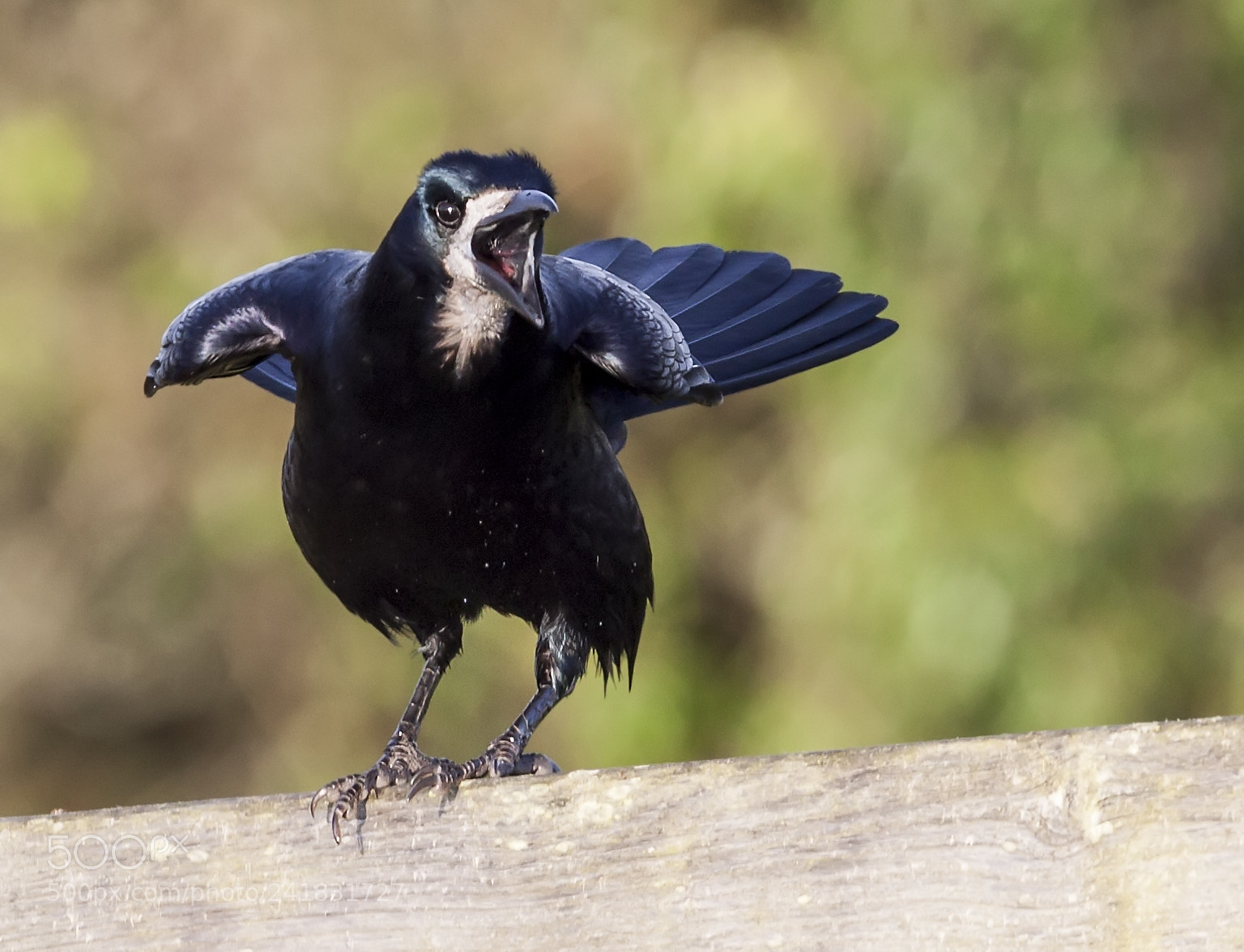 Canon EOS 50D sample photo. Angry bird photography