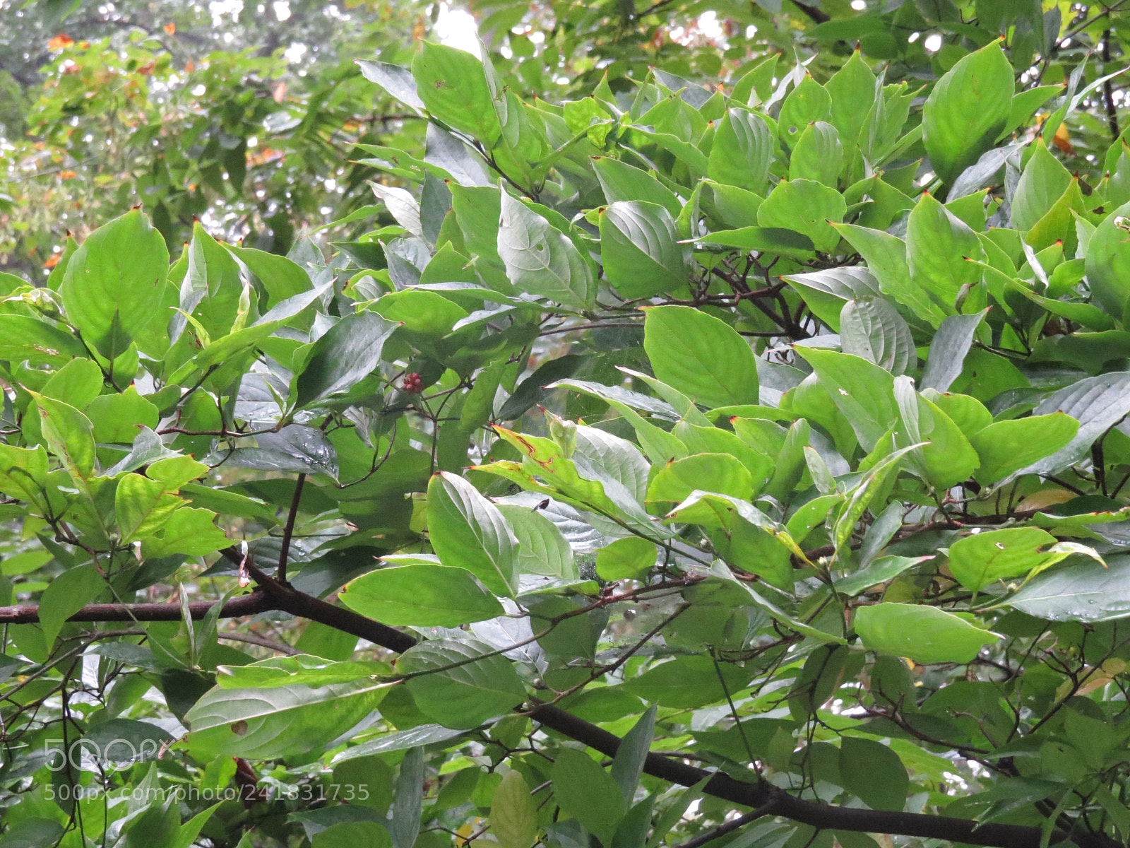 Canon PowerShot SX50 HS sample photo. Img photography