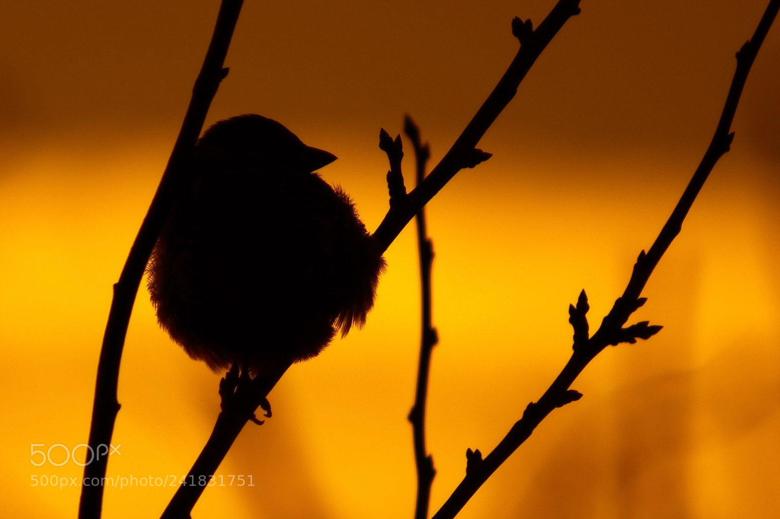 Sony SLT-A68 sample photo. At sunset photography