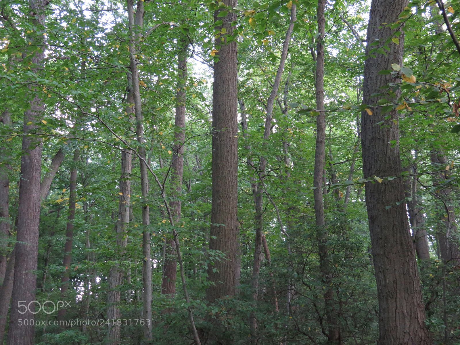 Canon PowerShot SX50 HS sample photo. Img photography