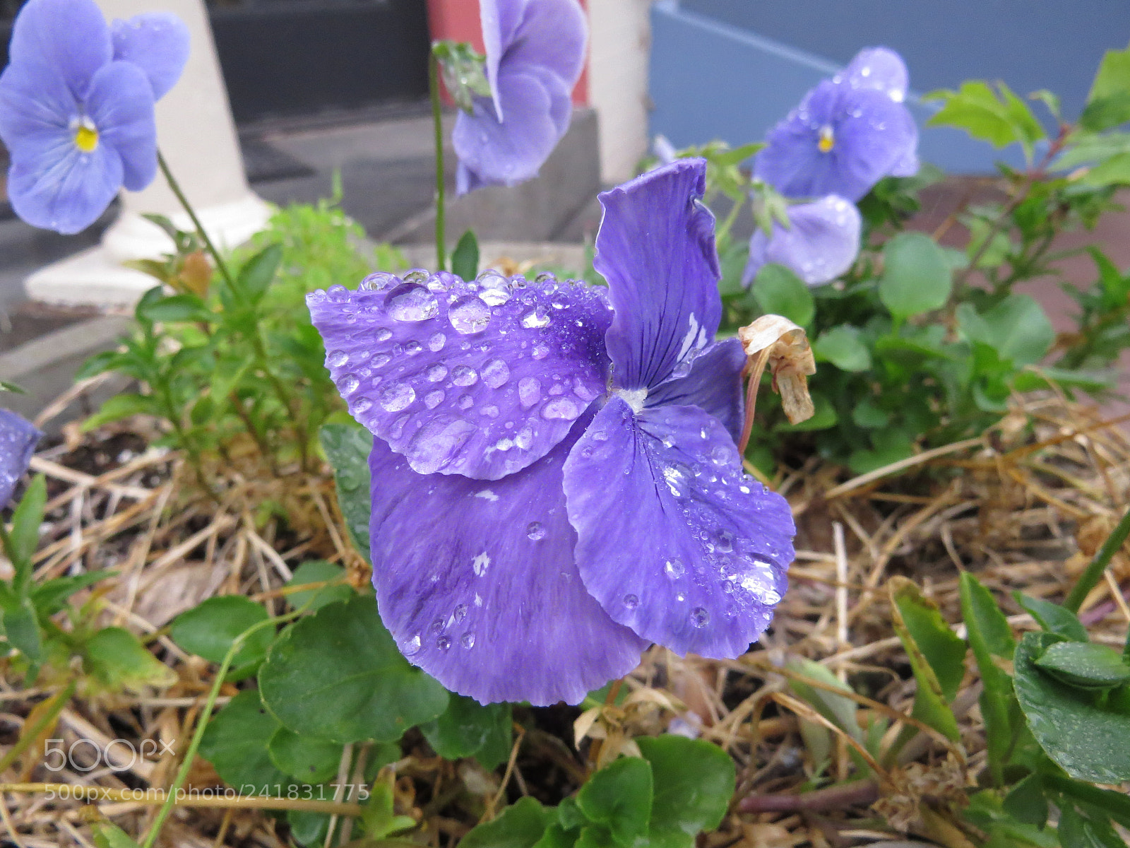 Canon PowerShot SX50 HS sample photo. Img photography
