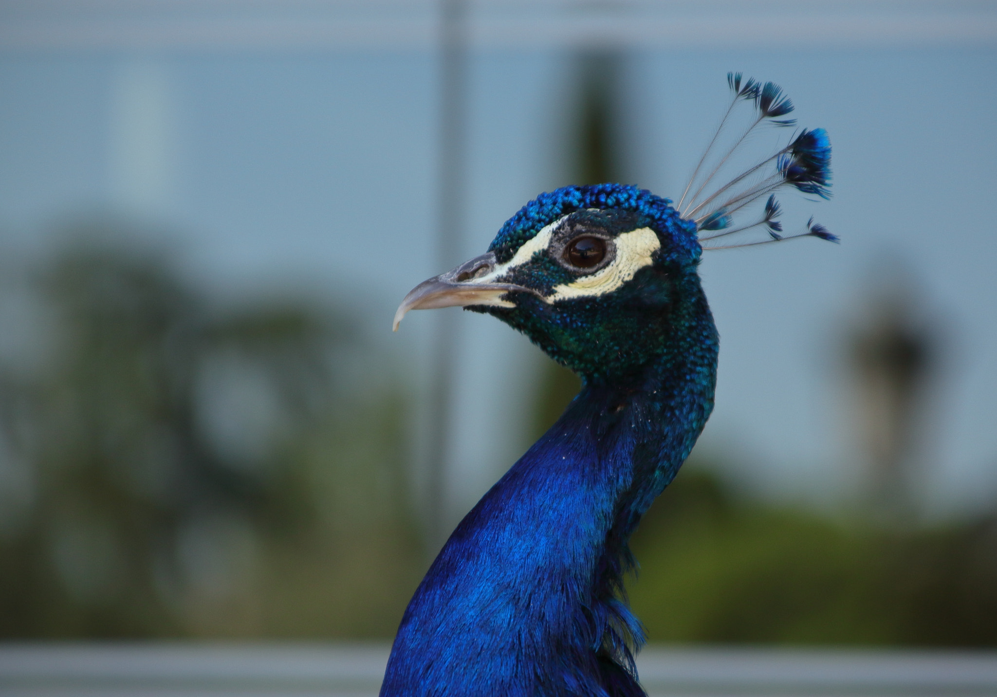 Canon EOS 700D (EOS Rebel T5i / EOS Kiss X7i) + Canon TS-E 90mm F2.8 Tilt-Shift sample photo. Esbelto photography